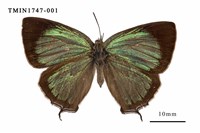 藏品(臺灣榿翠灰蝶)的圖片